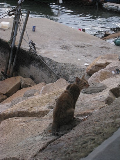 香港哪里海鲜最多_香港鲤鱼门海鲜街_海鲜披萨(2)